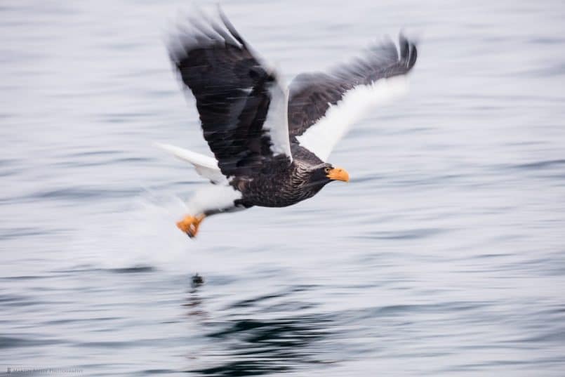 Steller's Sea Eagle Fishing