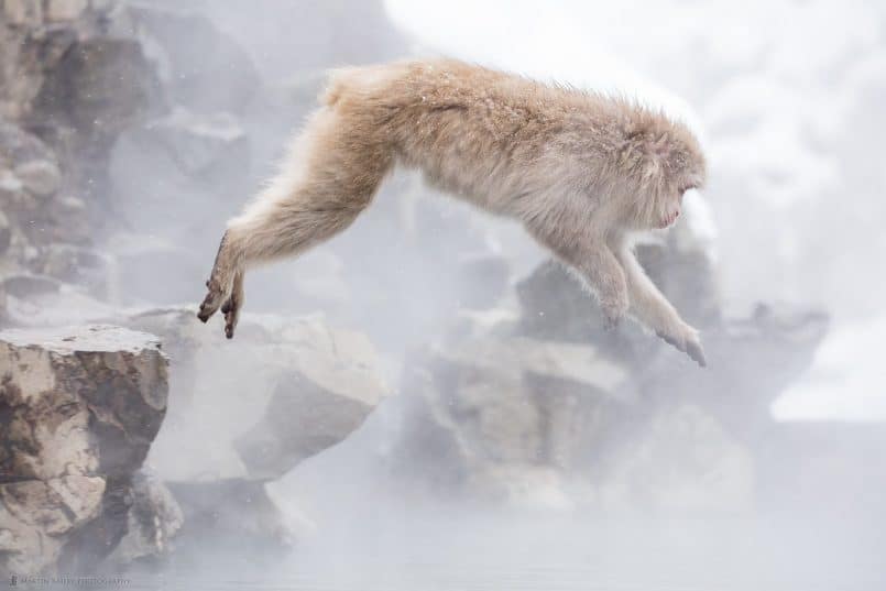 Jumping Snow Monkey