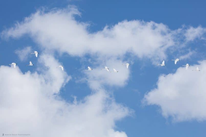 Twelve Swans in Flight