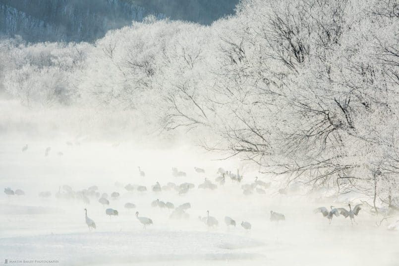 Crane Courtship