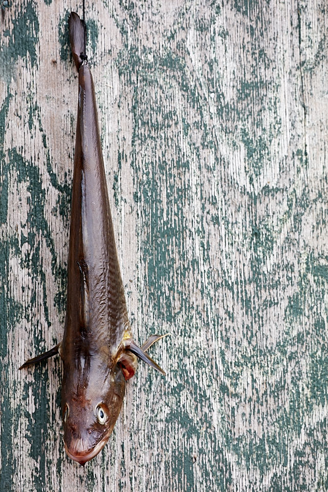 Hanging Fish in Tasiilaq