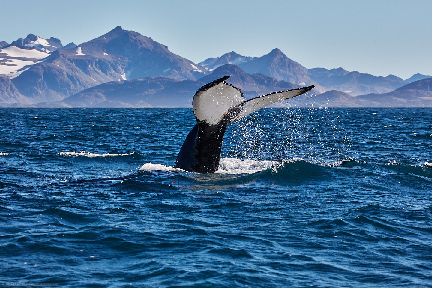 Humpback Whale Fluke