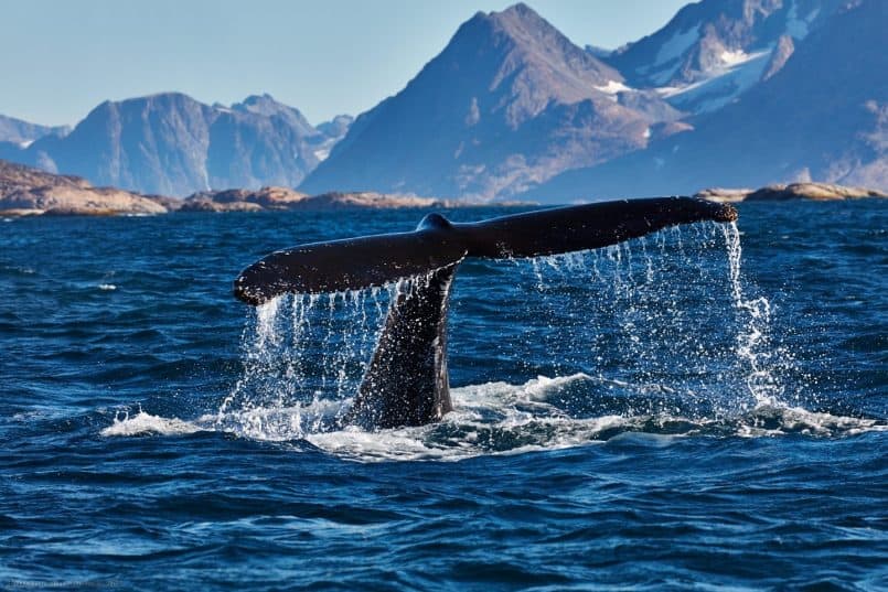 Humpback Whale Fluking