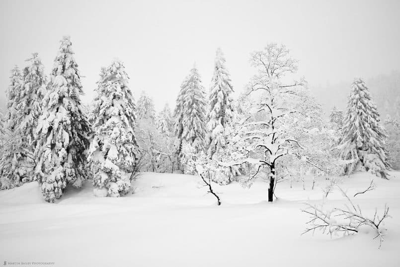 Mount Asahi Trees