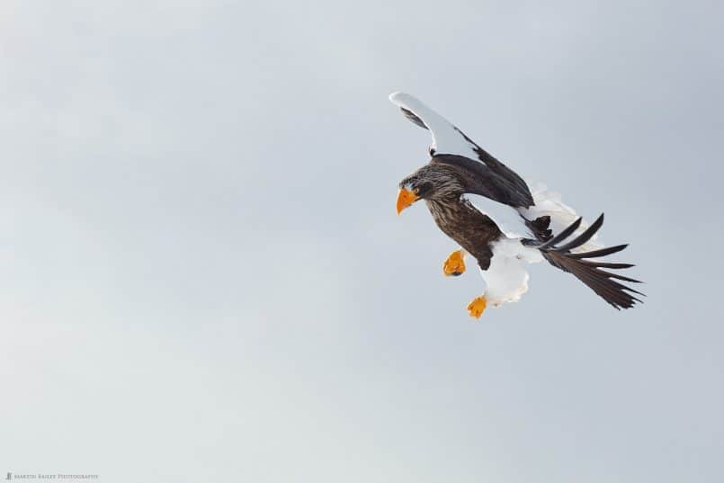 Steller's Sea Eagle Making a Fist