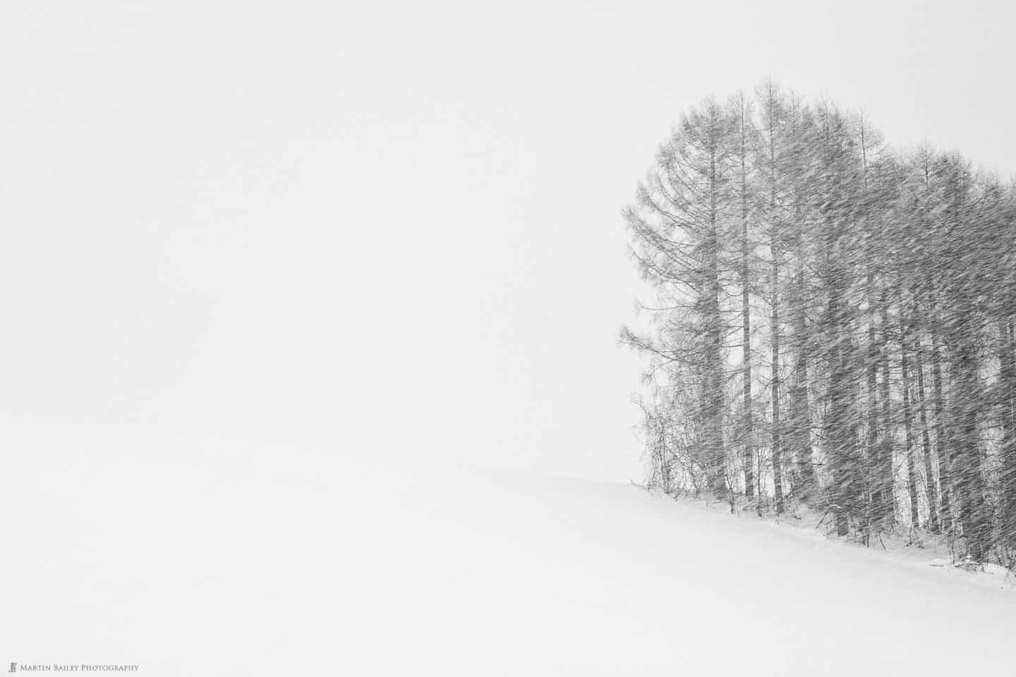 Trees Pencil Sketch