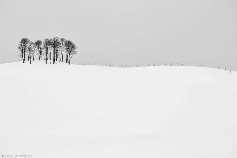 Copse and Fence