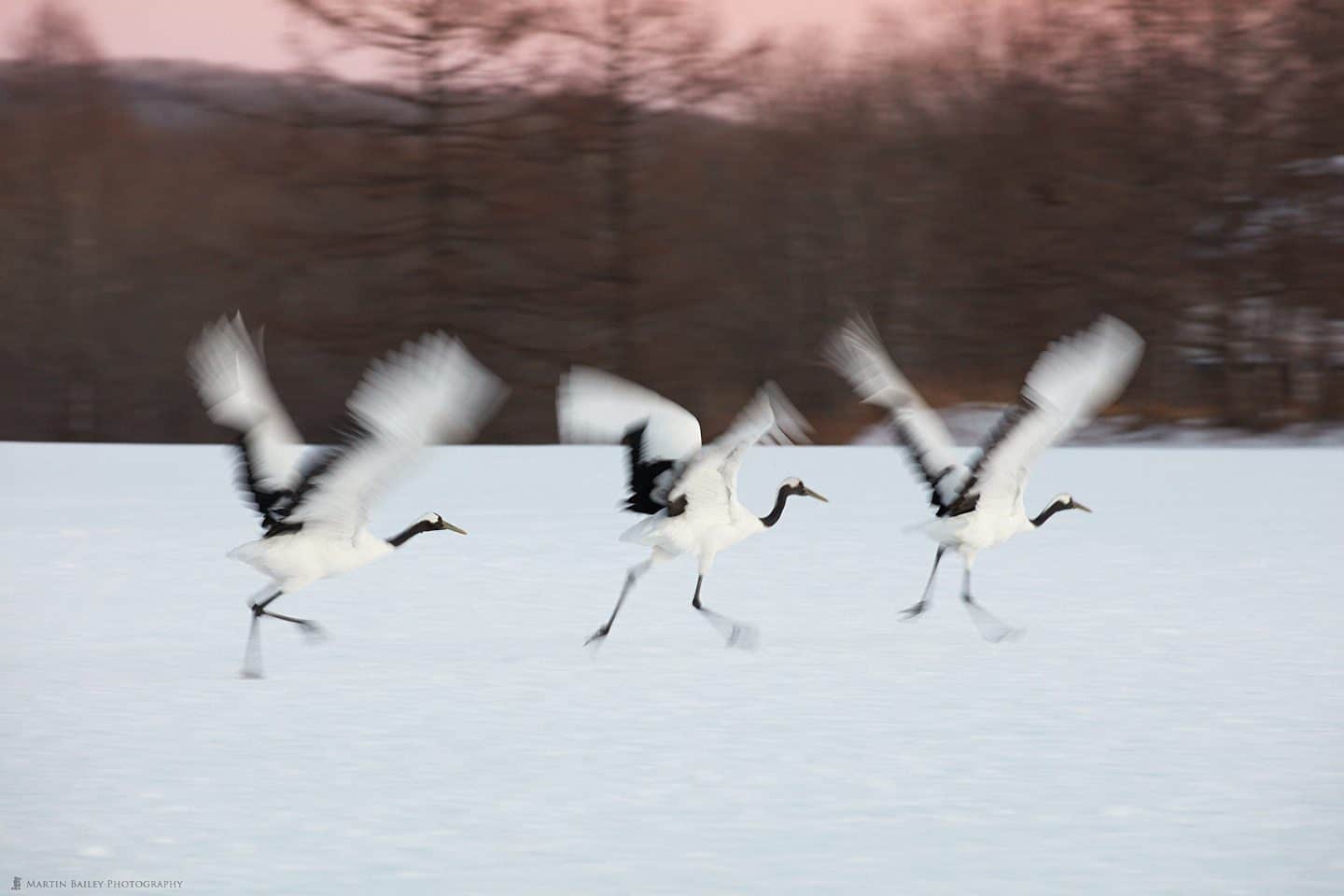 Three Cranes Taking Off