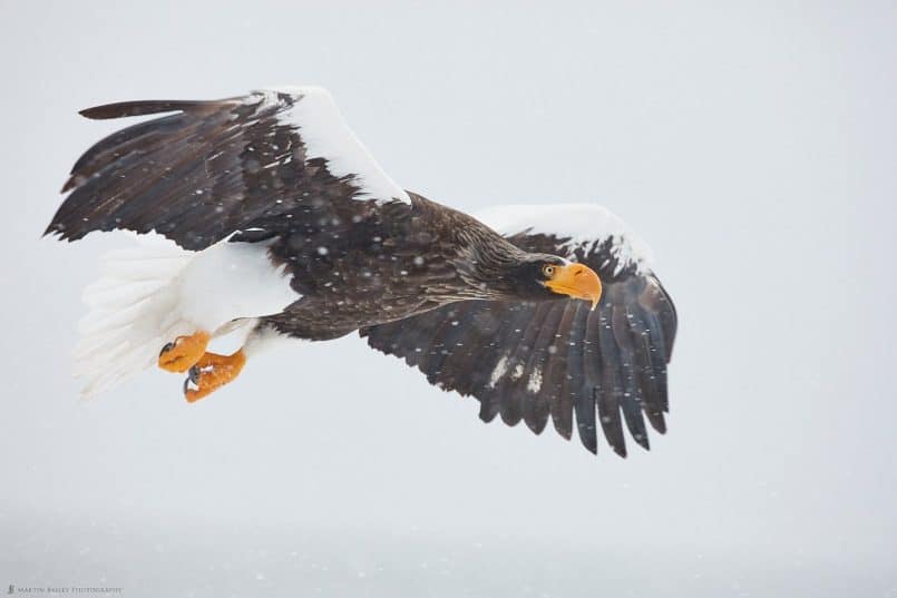 Steller's Sea Eagle Over Harbor Wall