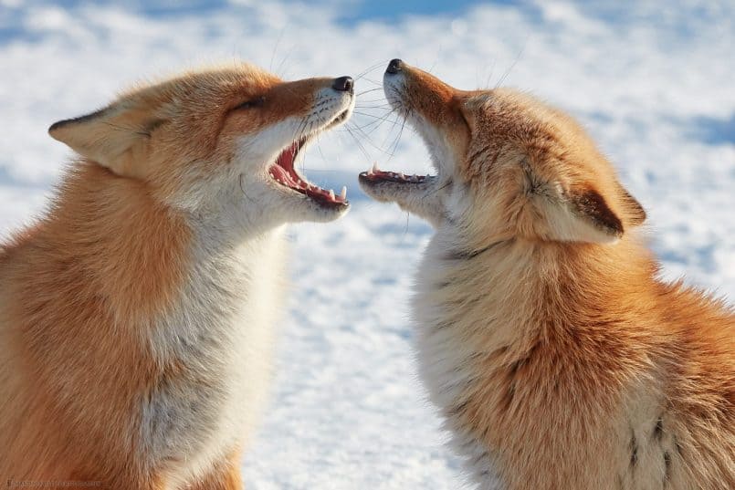 Foxy Faceoff