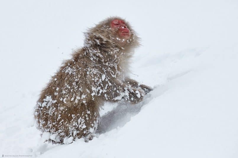 Shaking Off Snow