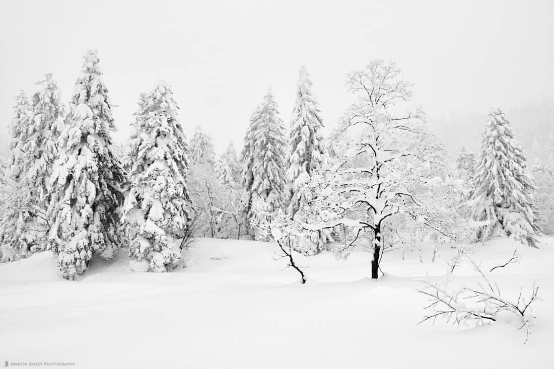 Mount Asahi Trees