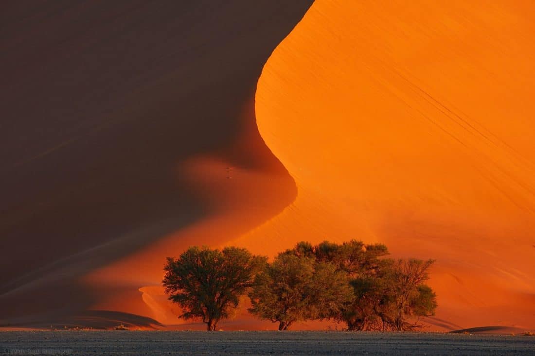 Shadow on Trees at Dune #35