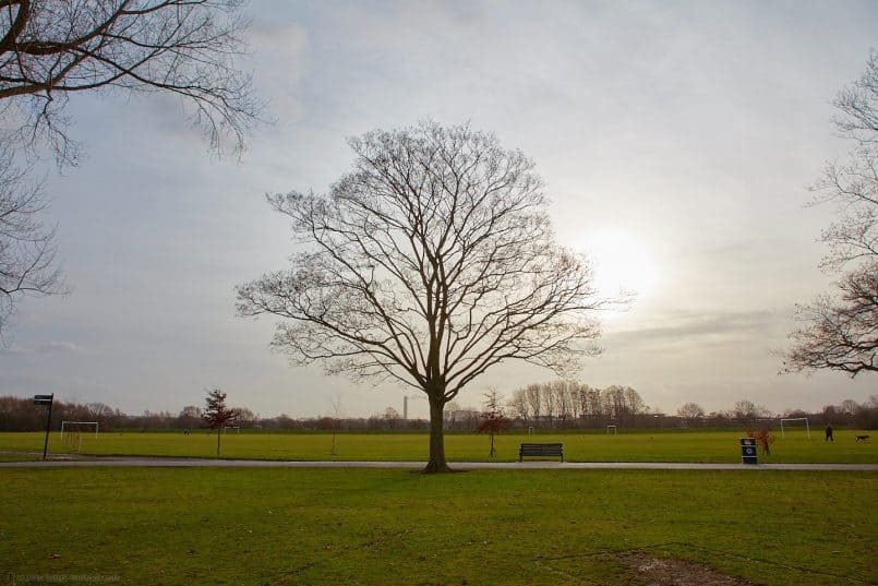 Tree and Power Station at 24mm