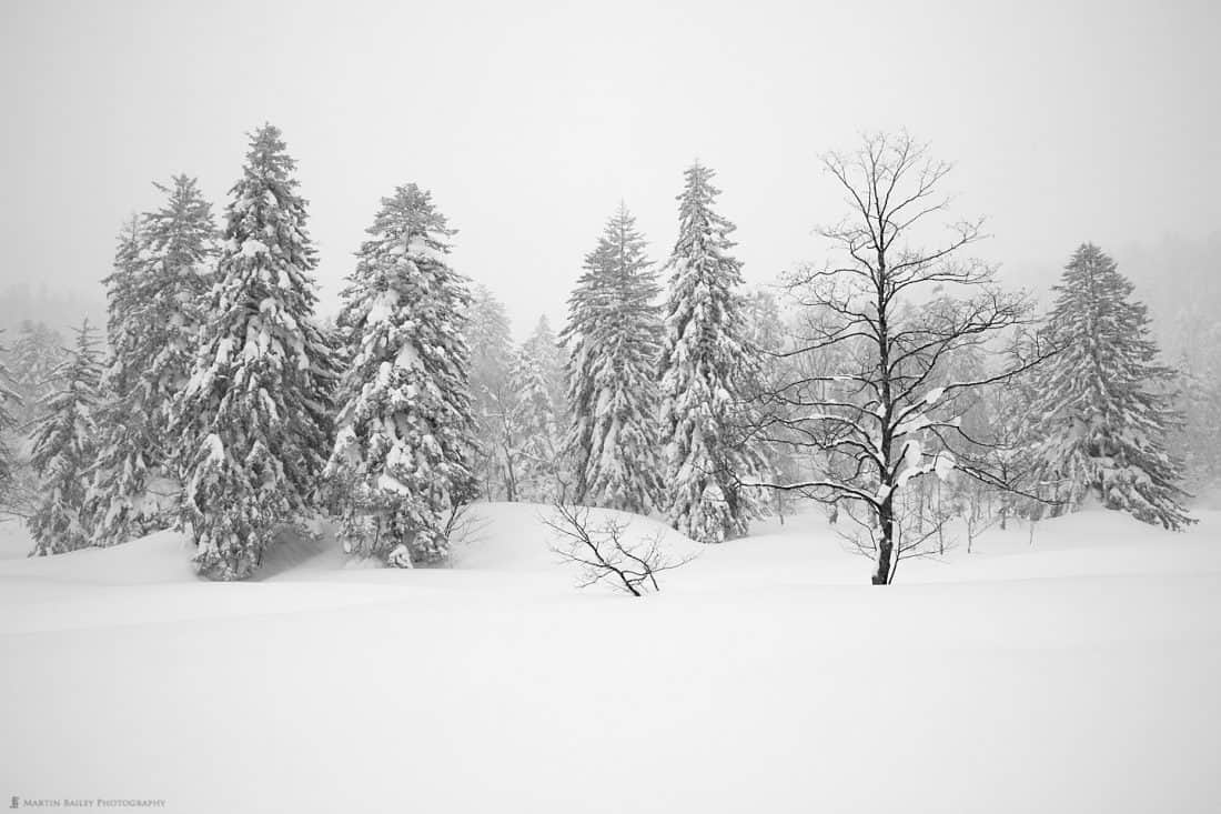 Mount Asahi Trees