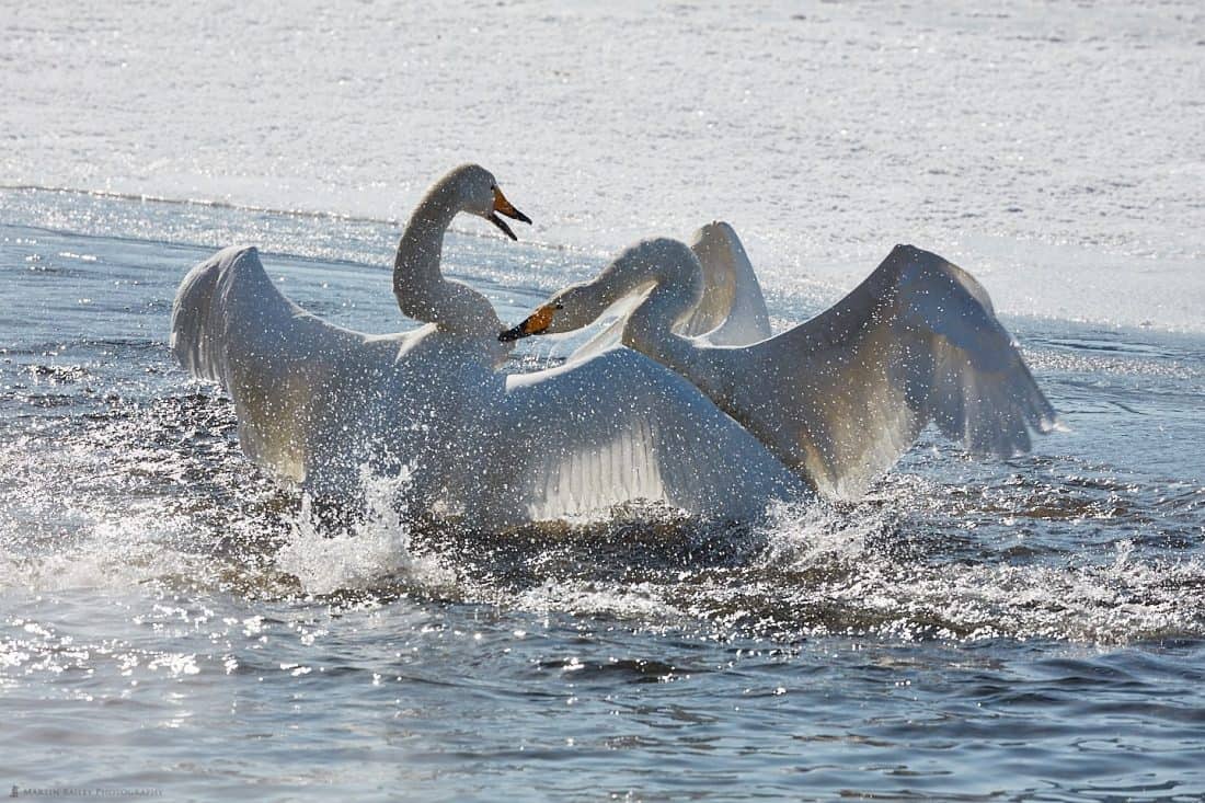 Swan Fight