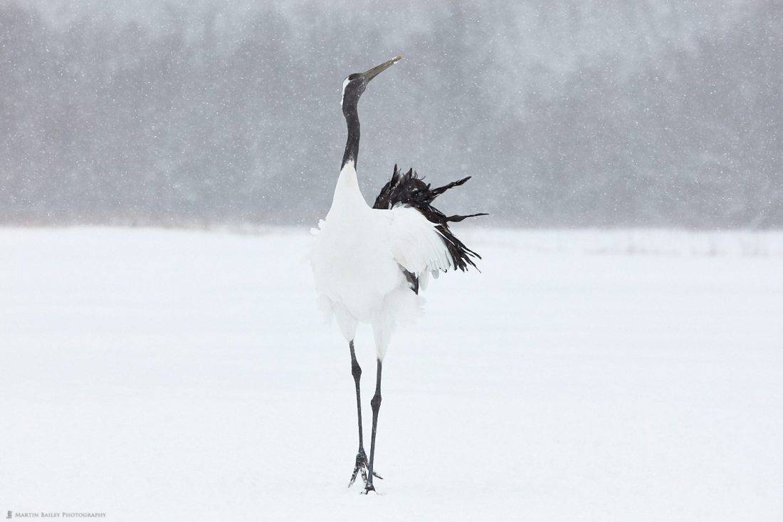 Posing Crane