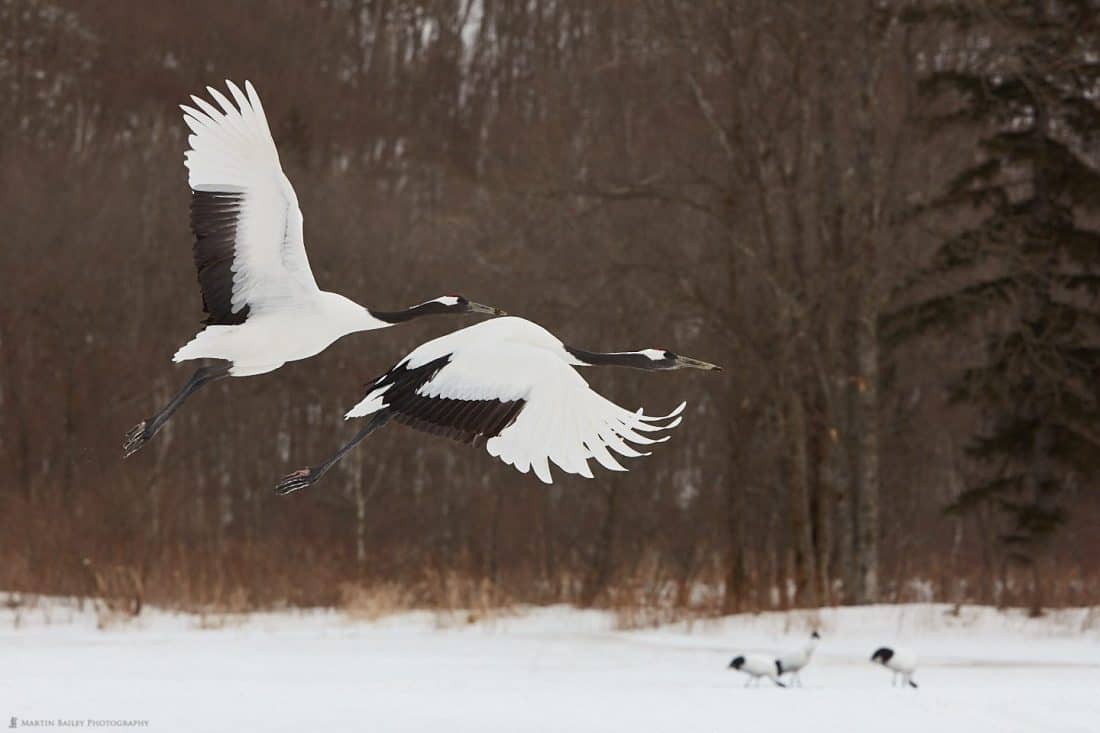 Two Crane's In Flight