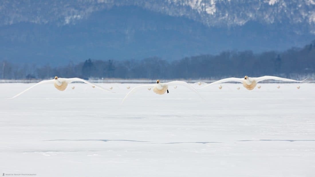 Fifteen Whooper Swans