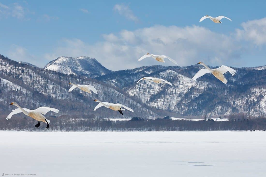 Dirty Bellied Swans