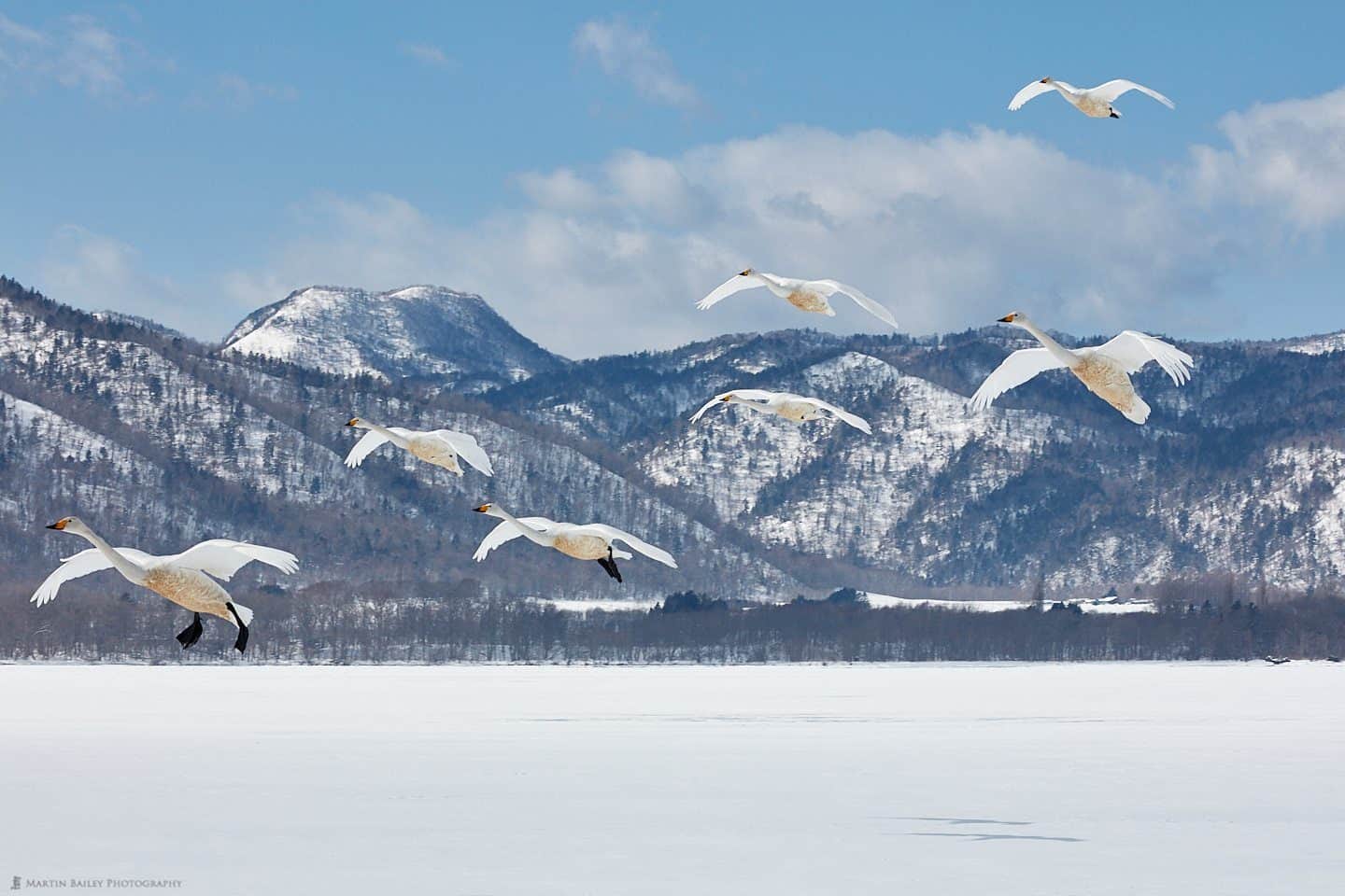 Dirty Bellied Swans