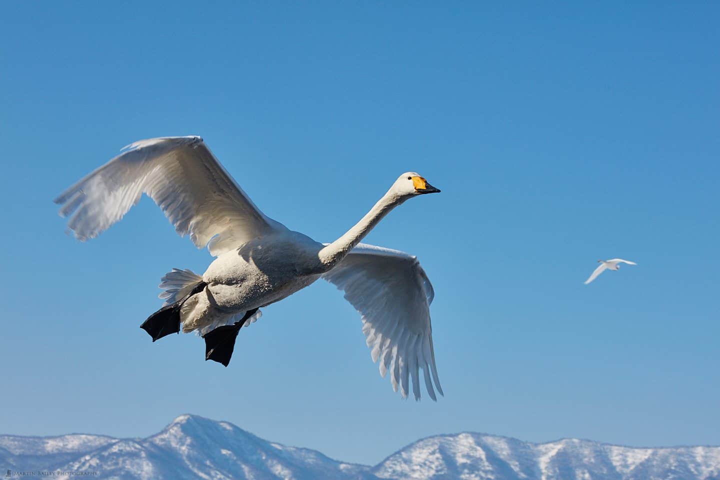 2018 Japan Winter Wildlife Photography Tour #2 Travelogue #2 (Podcast 612)