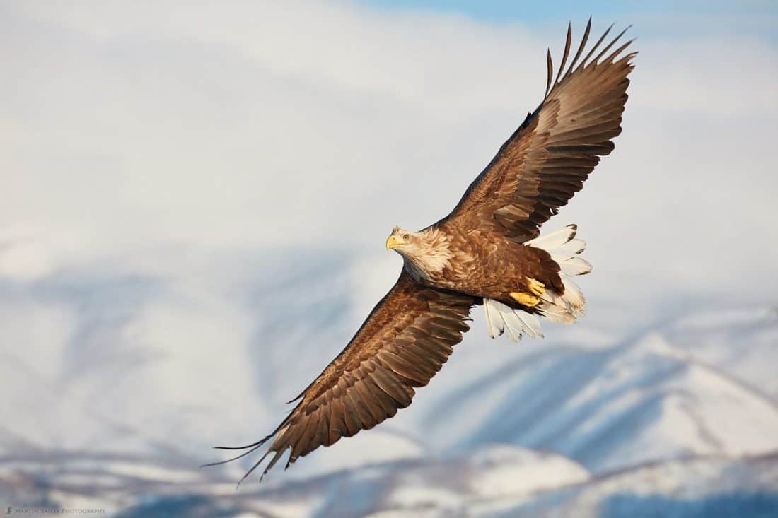 White-Tailed Eagle with Rausu Mountains