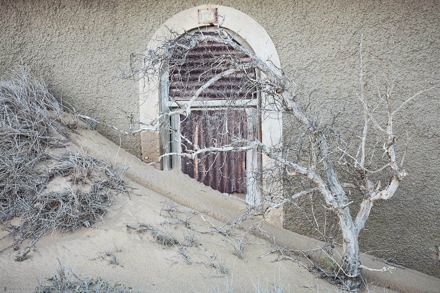 Straggly Tree and Window