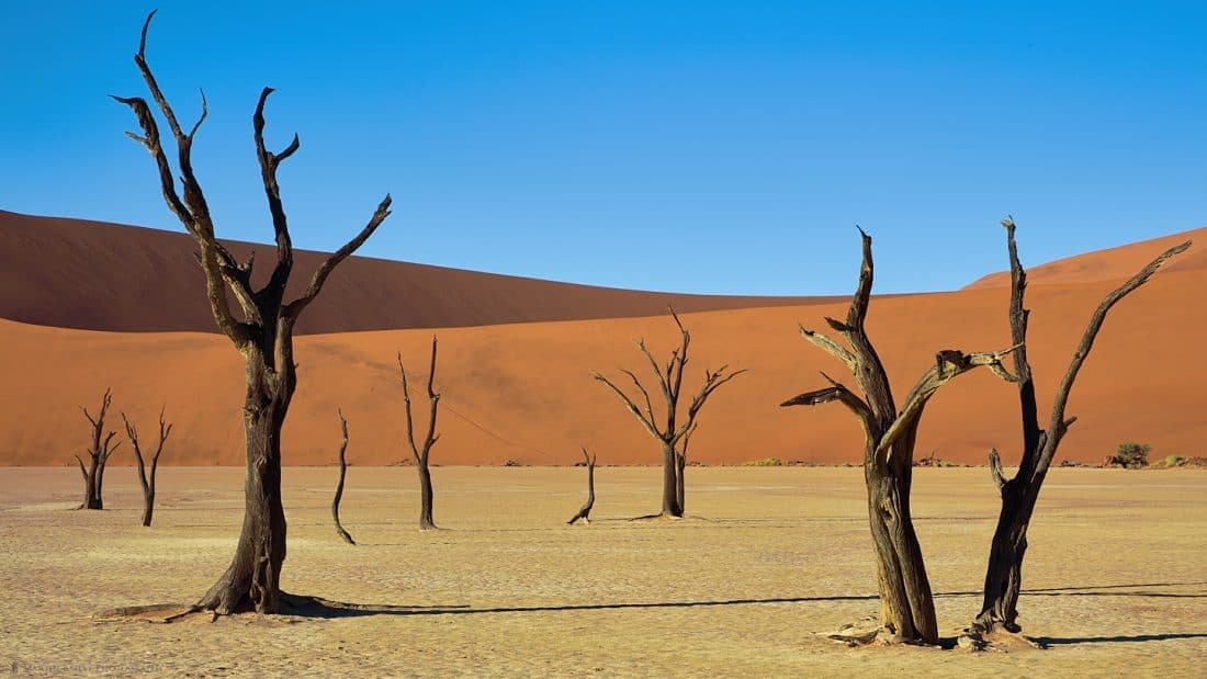 Deadvlei Camelthorn Trees