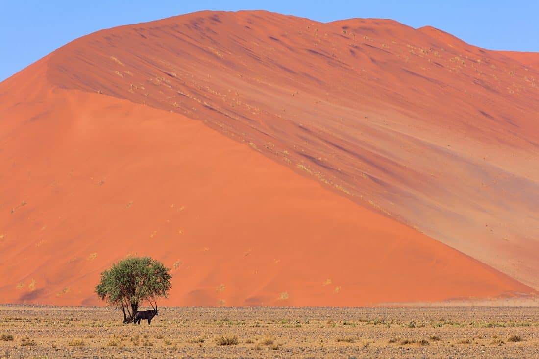 Oryx in the Shade