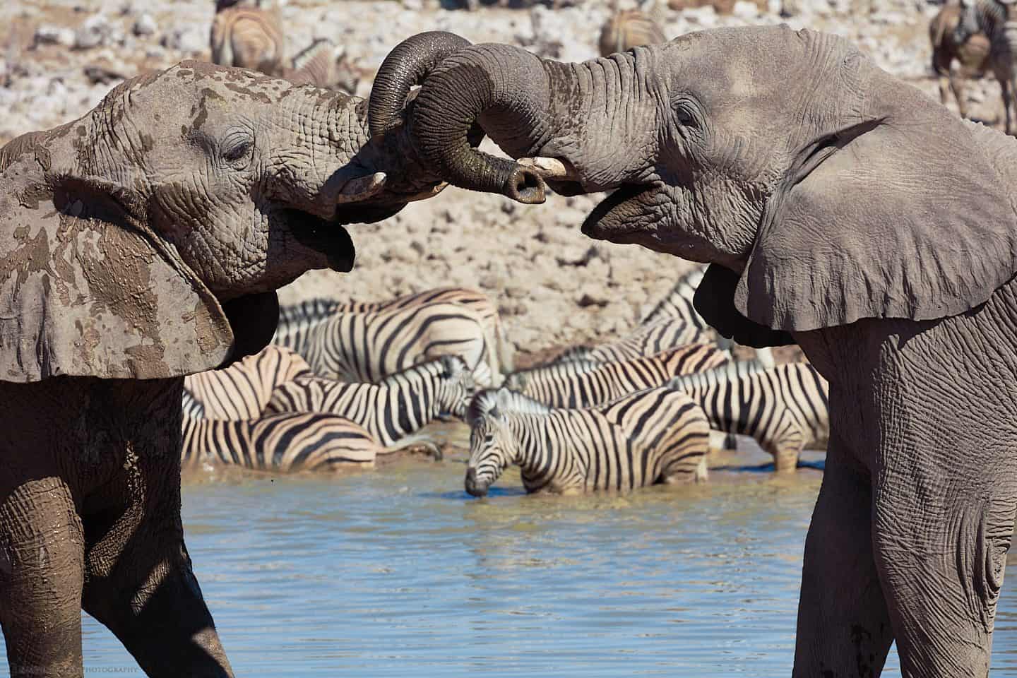 Elephant Bonding