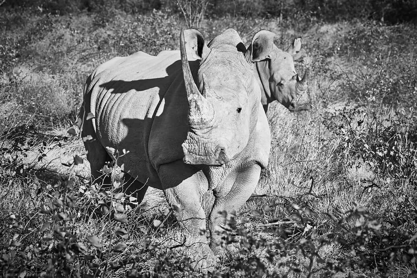 White Rhinos