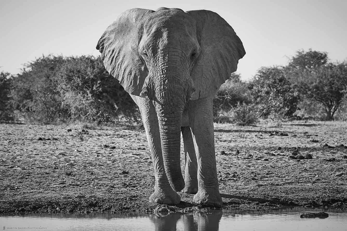 Elephant at Waterhole