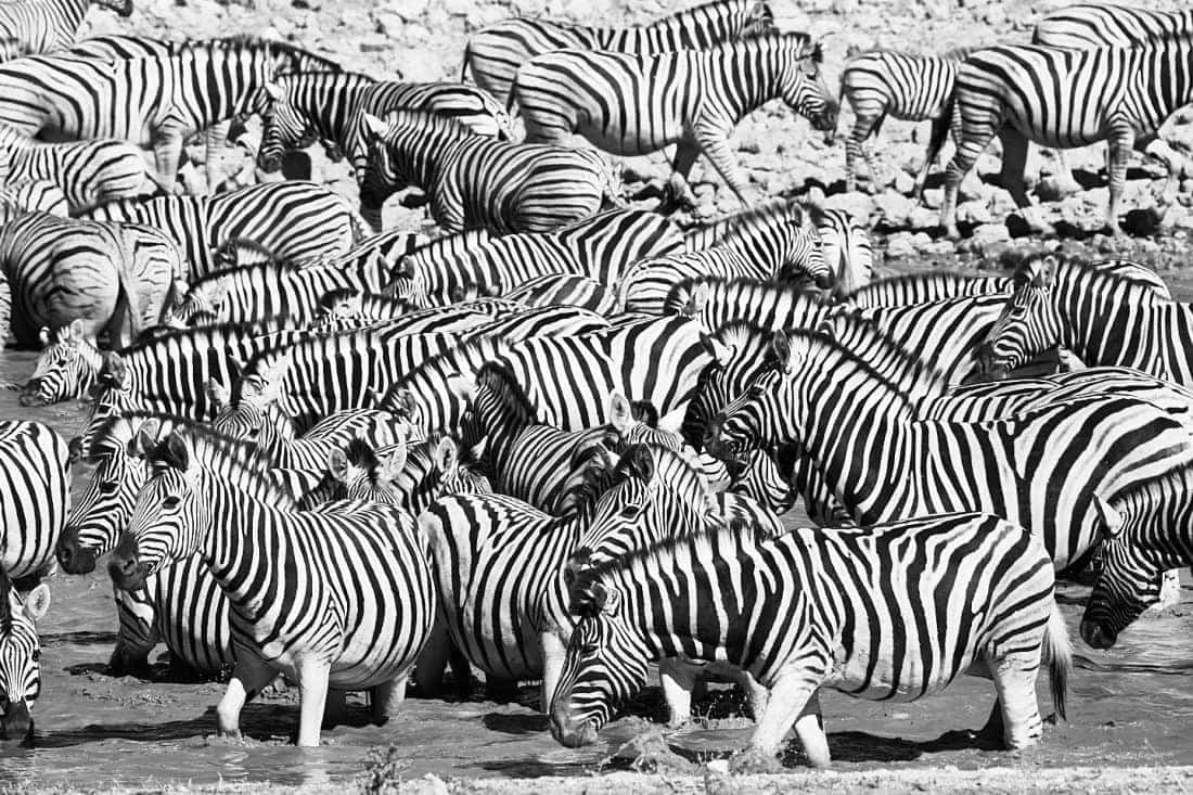 Zebra Soup