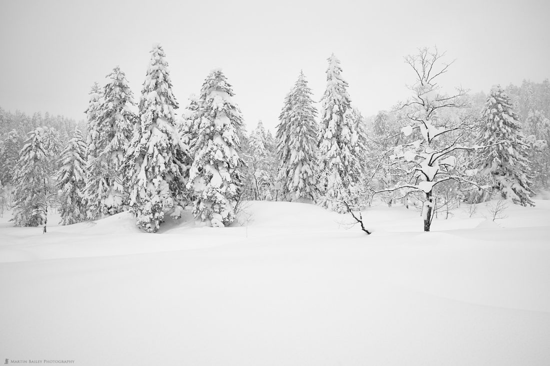 Mount Asahi Trees in Snow