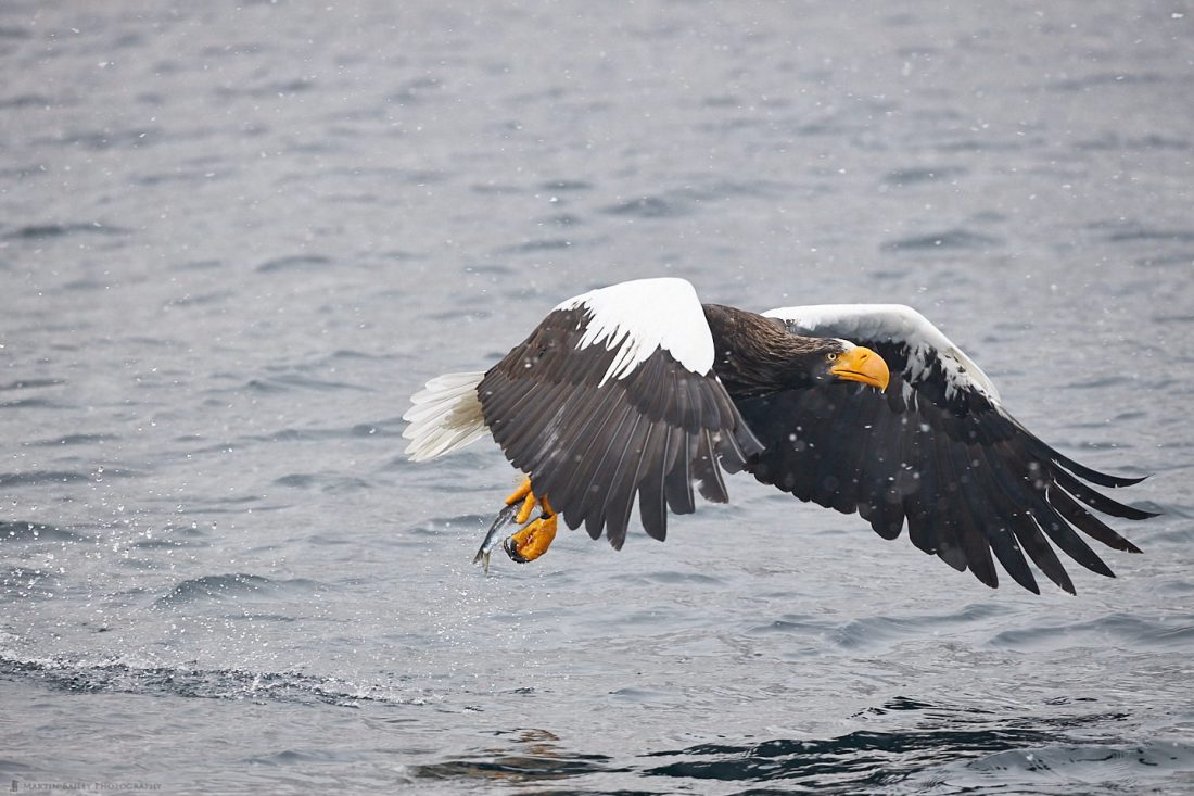 Steller's Sea Eagle Snatches Fish from Sea