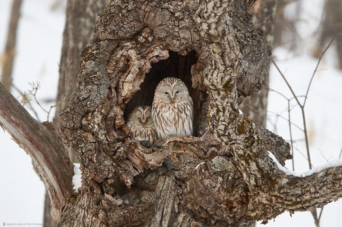 Ural Owl Duo