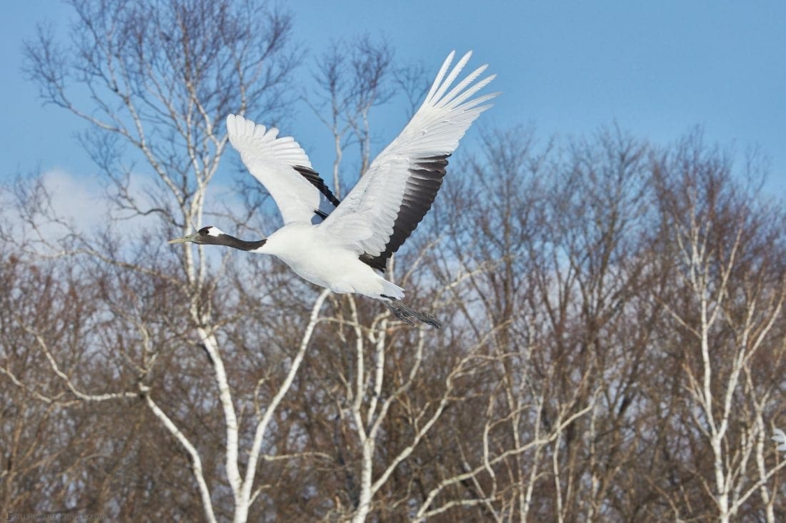 Crane with Birch Trees