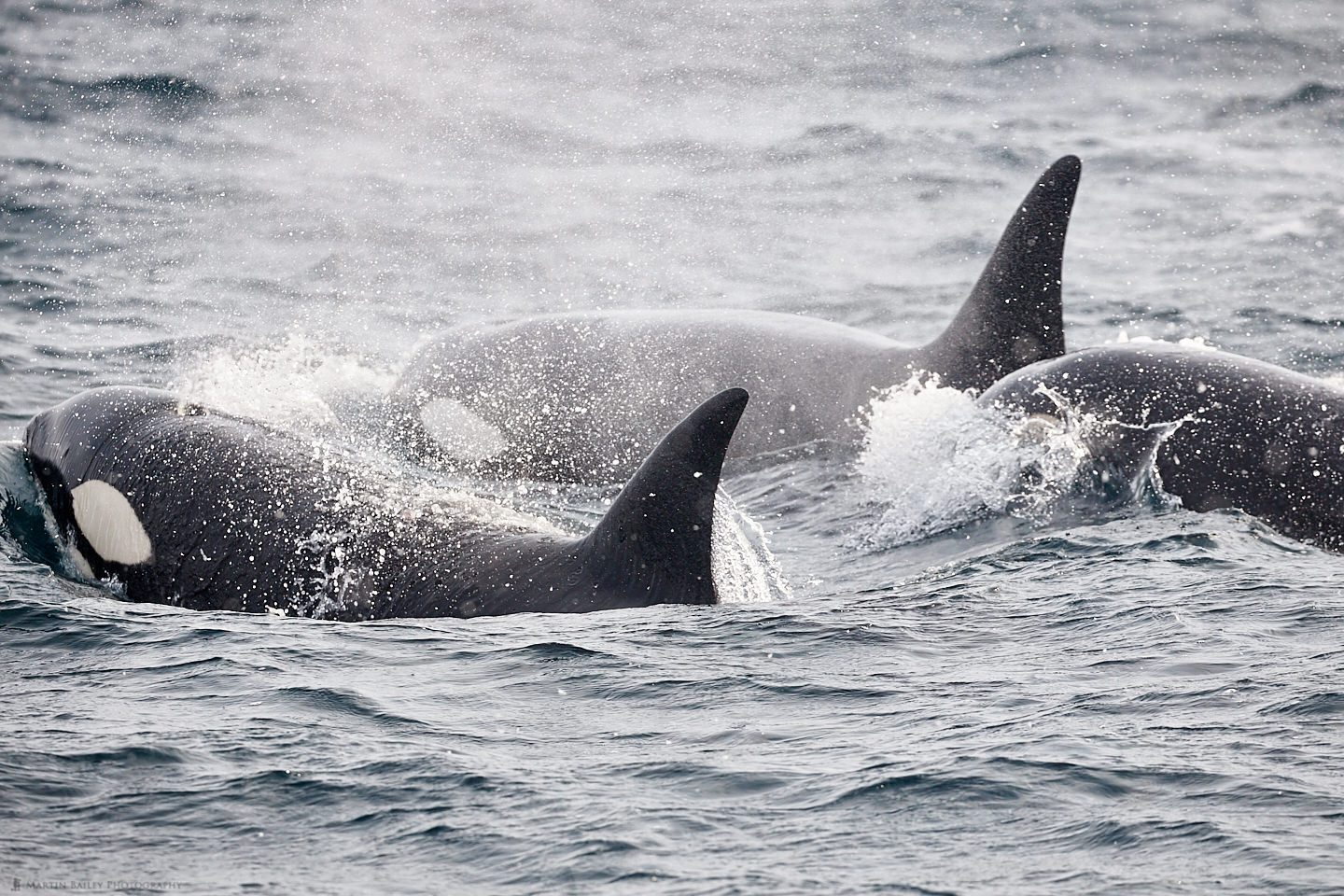 Orca Pod