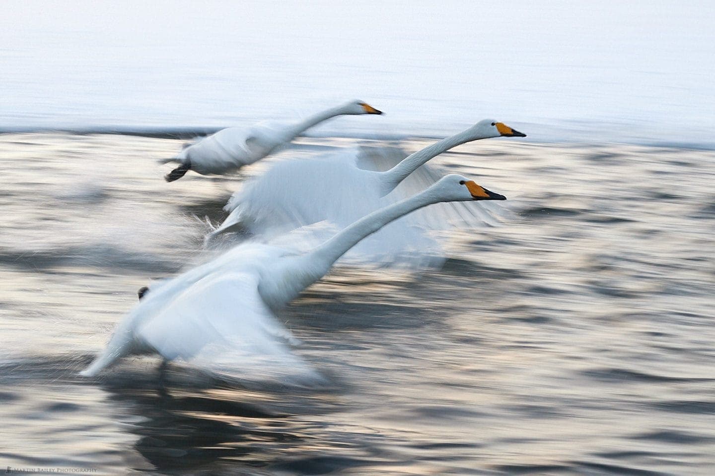 Three Swan Pan