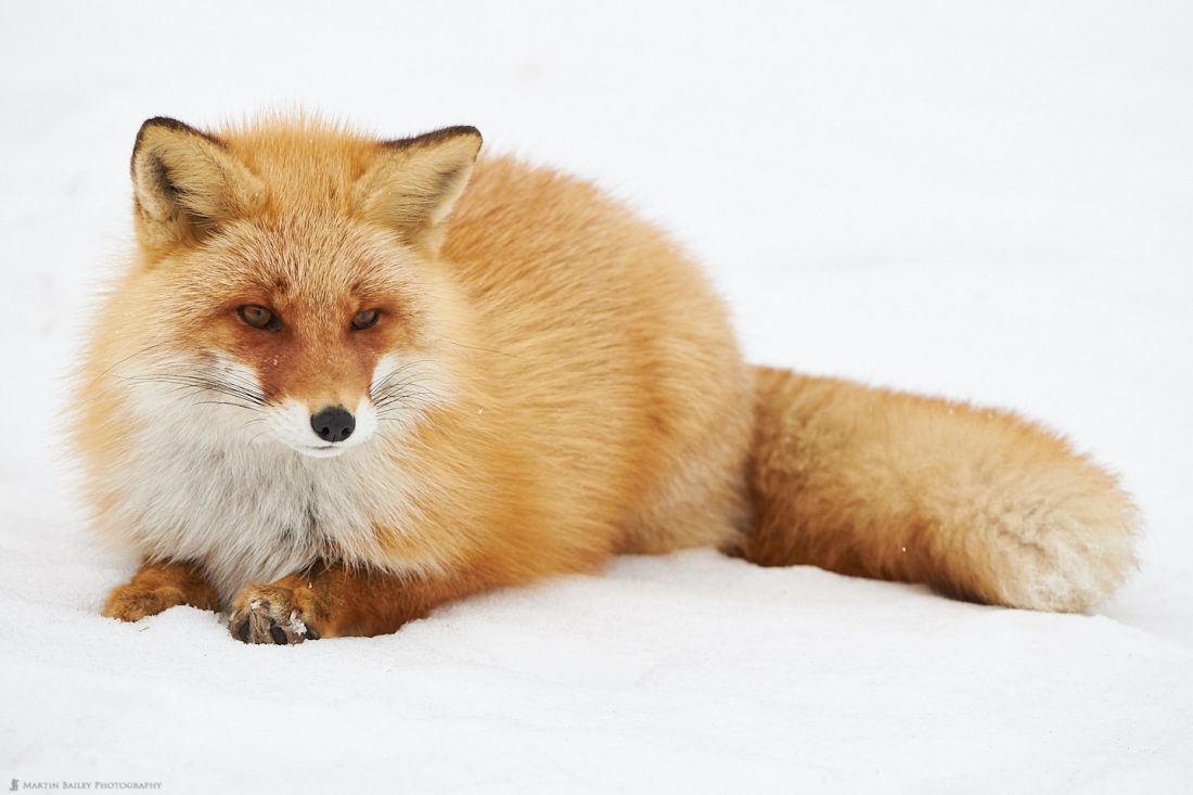 Northern Red Fox