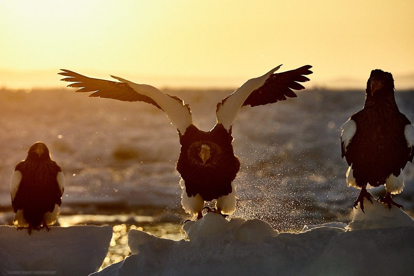 Steller's Sea Eagle's Grimace