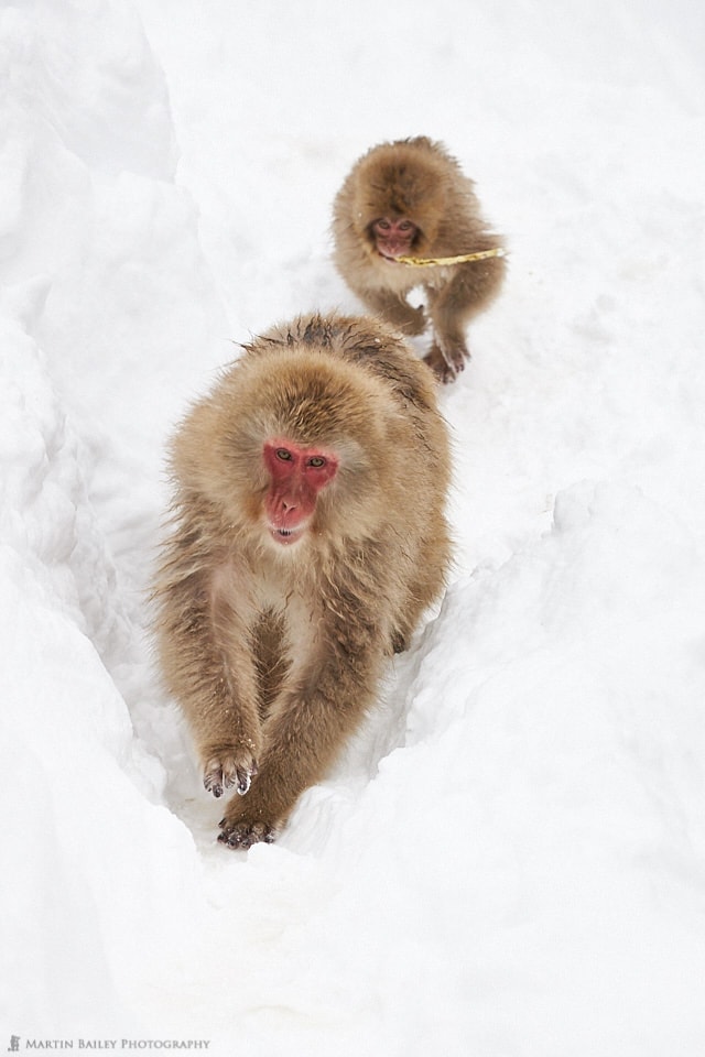 Galloping Snow Monkeys