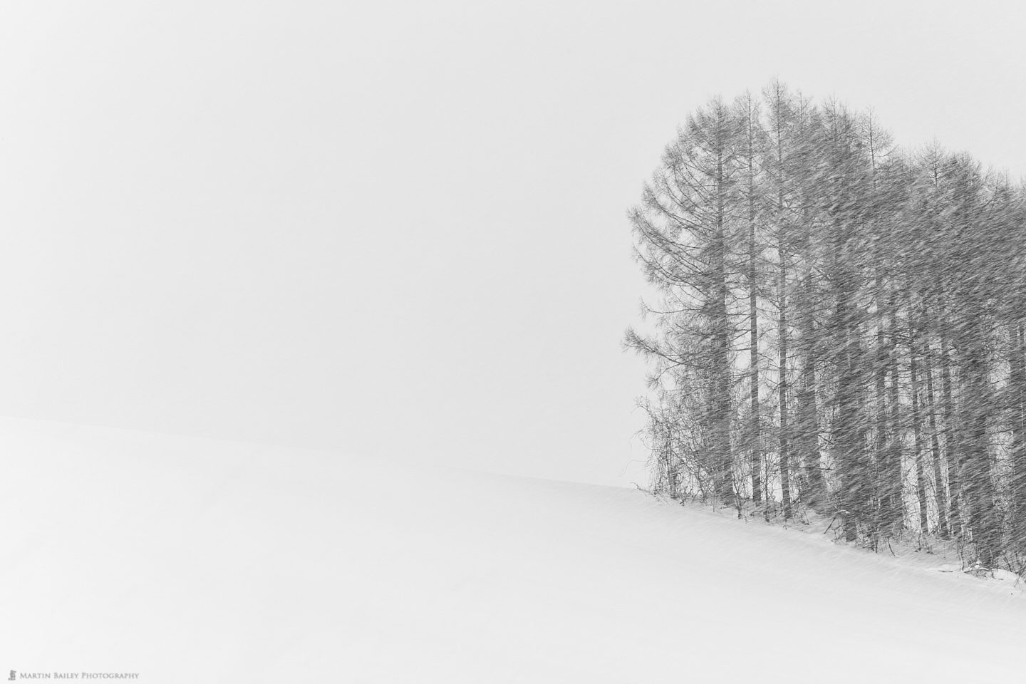 Trees Pencil Sketch