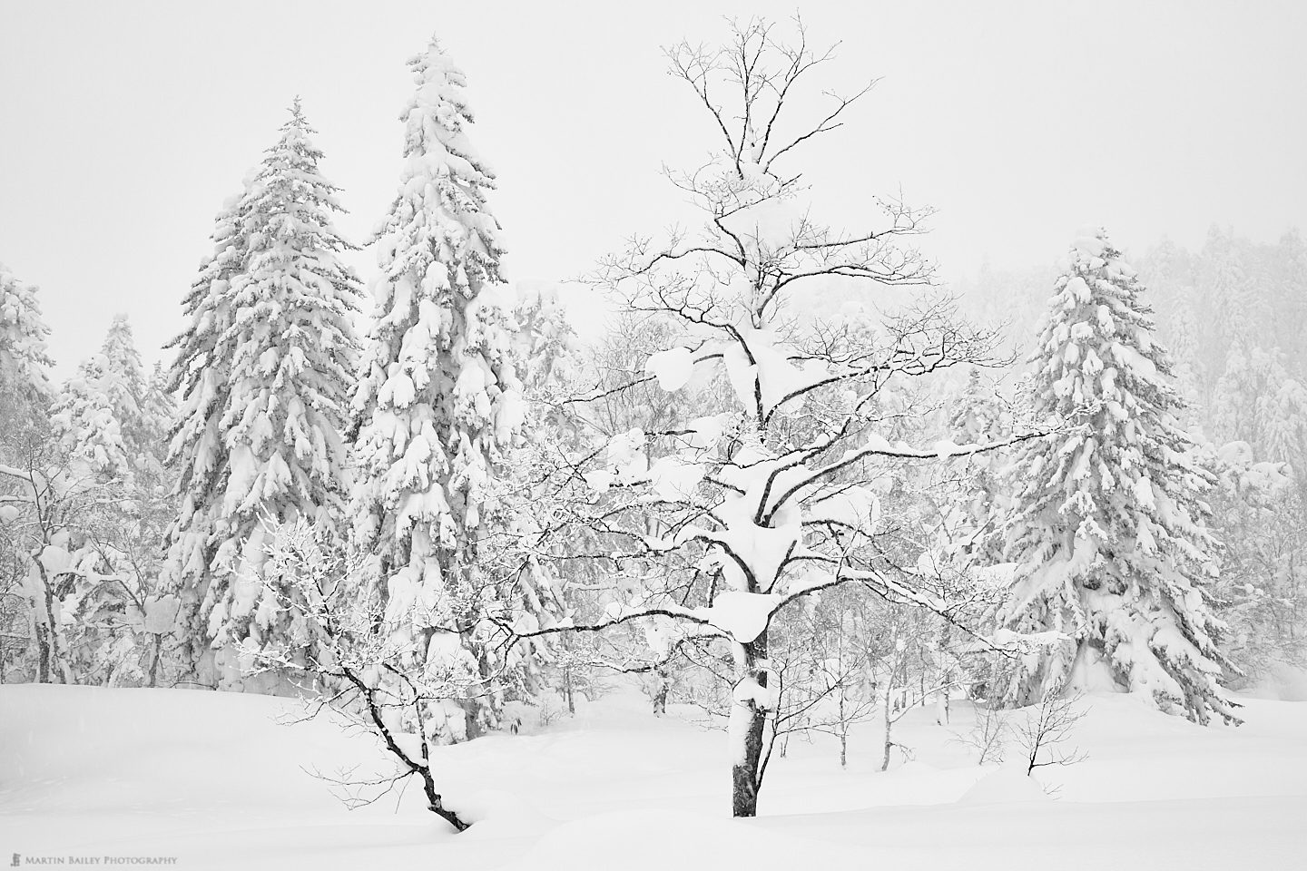 Mount Asahi Big and Small Trees