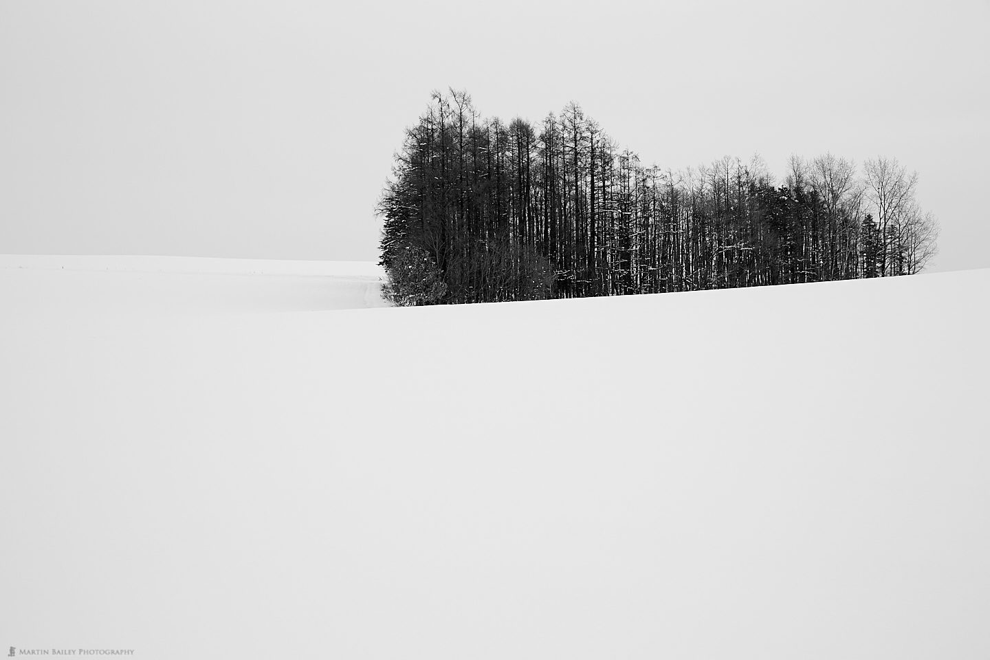 Winter Copse