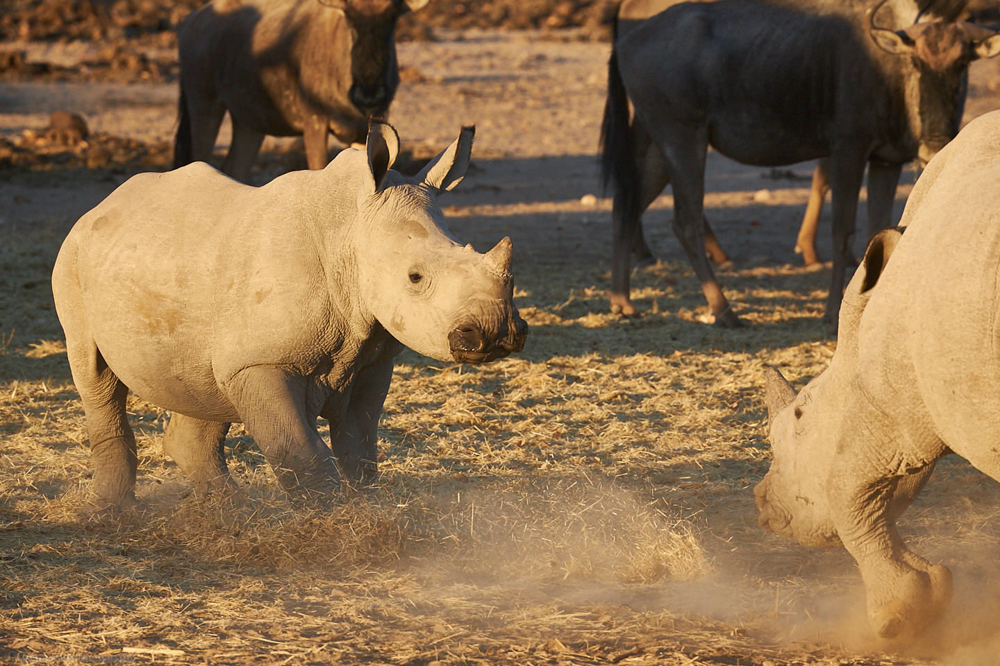 Young Rhino Squabble