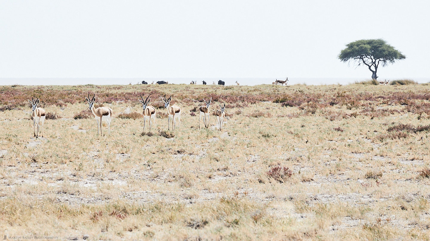 Springbok Procession