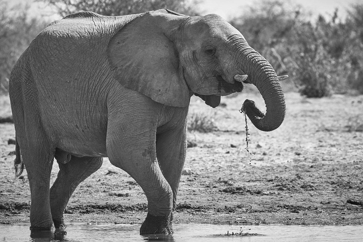 African Elephant Drinking