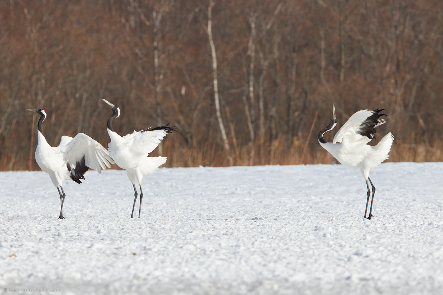 Cranes Arching their Backs